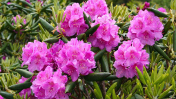 Oak Rhododendron